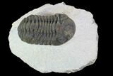 Bargain, Morocops Trilobite - Visible Eye Facets #92201-1